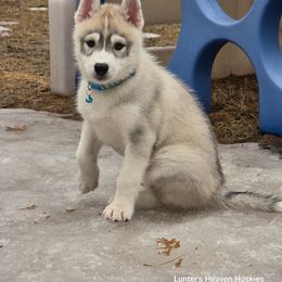 Ulrich - Blue Collar - Gray and white Siberian Husky puppy in Tomahawk, Wisconsin from Lunter's Heaven Huskies