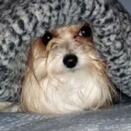 G - Biewer Terrier