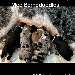 Bernedoodles and Goldendoodles from Doodling Around Indiana Poodles & Doodles