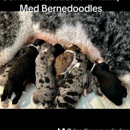 Bernedoodles and Goldendoodles from Doodling Around Indiana Poodles & Doodles