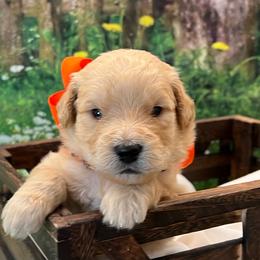 Oliver - Cream male Goldendoodle puppy in The Woodlands, Texas from Gracie's Goldendoodles and Bernedoodles