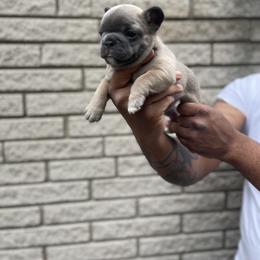 French Bulldog Puppies from Mid Coast Frenchies