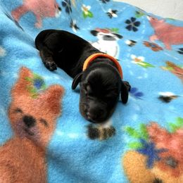 Orange Girl - Black and tan female Dachshund puppy in Laveen, Arizona from Acosta Kennels