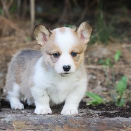 American Corgi, Cardigan Welsh Corgi, and Pembroke Welsh Corgi Puppies from Diamond Corgis