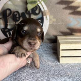 Yukon - Chocolate and cream male Dachshund puppy in Washington from Beautiful Doxies