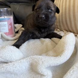 Female 3 - Sable female German Shepherd puppy in Denver, Colorado from Morales Kennels