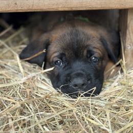 Cane Corso Puppies from Azelees Cane Corso