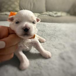 Orange - White male Maltese puppy in Kenosha, Wisconsin from Richter Family Puppies