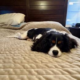 Bella - Tri-color female Cavalier King Charles Spaniel puppy in Greenvillle, South Carolina from Ellis Family Cavaliers