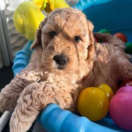 Goldendoodle Puppies from Lundee Doodles