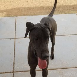 Great Dane All Grown Up from TLC Danes