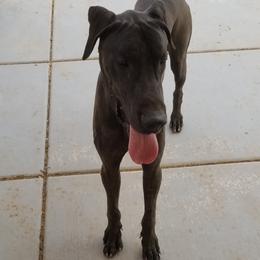 Great Dane All Grown Up from TLC Danes