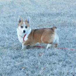 American Corgis, Dalmatians, Miniature American Shepherds, Pembroke Welsh Corgis, and Toy Australian Shepherds from The Wildfire Kennel