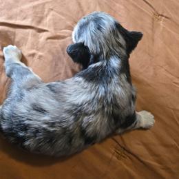 Hope - Parti female Miniature Schnauzer puppy in Titusville, Florida from Alysha's Grandbabies