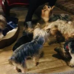 Yorkshire Terriers from Robbie Gaffney