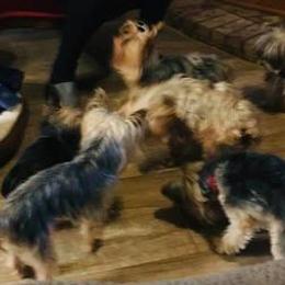 Yorkshire Terriers from Robbie Gaffney