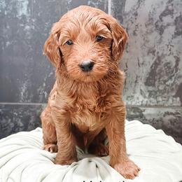 Valentin - Apricot male Goldendoodle puppy in Pasco, Washington from Camp Doodle Woods