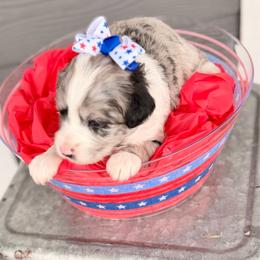 Pink collar toy - Blue merle female Aussiedoodle puppy in 32046, Florida from River Hill Ranch