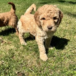 Bernedoodle and Labradoodle Puppies from Zehr’s Labradoodles & Bernedoodles