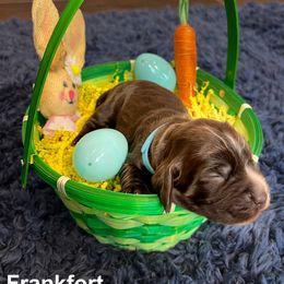 English Cocker Spaniel Puppies from MD Dogs Inc