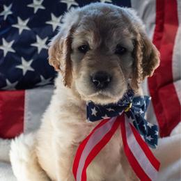 Dawn - Cream female Goldendoodle puppy in Glennville, Georgia from Pickle Creek Kennels