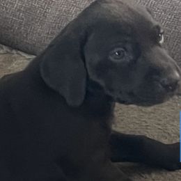 German Shorthaired Pointers from Zuba's GSP