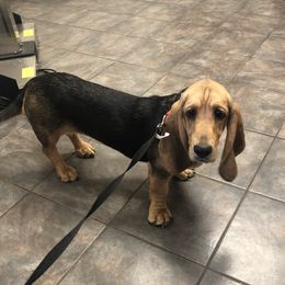 Georgia - Basset Hound