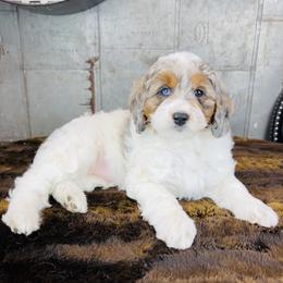Bernedoodle and Pyredoodle Puppies from FDF Pyredoodles & Bernedoodles