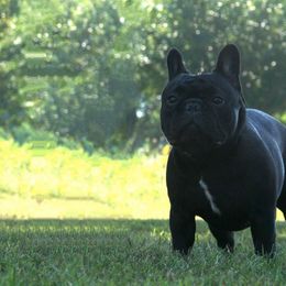 French Bulldogs from Idylls French Bulldogs