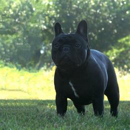 French Bulldogs from Idylls French Bulldogs