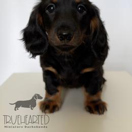 Patsy - Guardianship Home - Black and tan female Dachshund puppy in Royse City, Texas from Truehearted Miniature Dachshunds