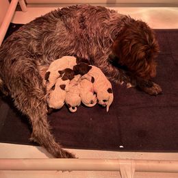 Wirehaired Pointing Griffon Puppies from High Point Griffons