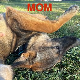 Dutchess - German Shepherd