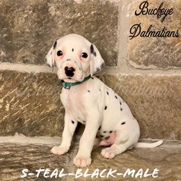 Dalmatian Puppies from Buckeye Dalmatians