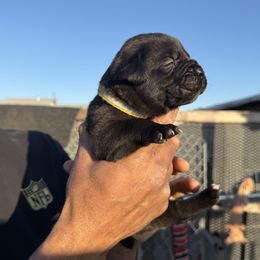 Girl 5 - Cane Corso puppy from Busch Kennels LLC