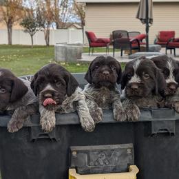 Wirehaired Pointing Griffon puppies from Mountain River Griffons
