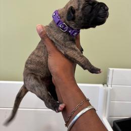 Bellini - Brindle female Great Dane puppy in Marble Falls, Texas from Notorious Great Danes