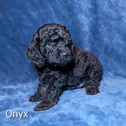 Onyx - Black male Cockapoo puppy in Sunset, Louisiana from Cano Cockapoos