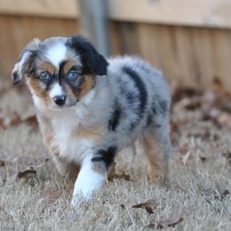 AURORA - Blue merle Toy Australian Shepherd puppy in Bixby, Oklahoma from Roeboat Aussies