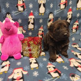 Pink collar - Sable female German Shepherd puppy in Ramsey, Illinois from Haus-Farr German Shepherds