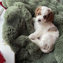 Noel - Apricot female Cavapoo puppy in Redding, California from Cavapoos of NorCal