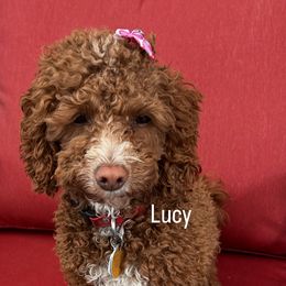 Lucy - Cockapoo
