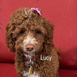 Lucy - Cockapoo