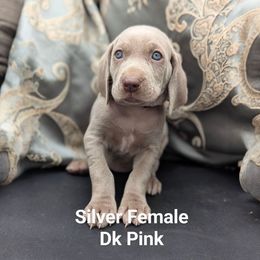 Daphne - Silver gray female Weimaraner puppy in Evart, Michigan from Drehbar Weimaraners