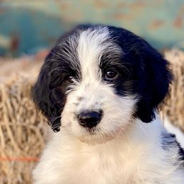 Girl 1 - Aussiedoodle puppy in Strathcona , Minnesota from North Ridge Doodles