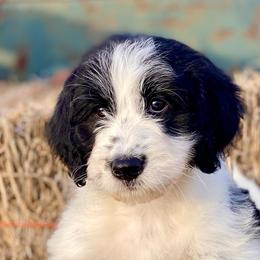 Girl 1 - Aussiedoodle puppy in Strathcona , Minnesota from North Ridge Doodles