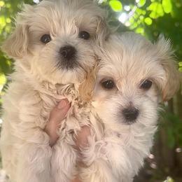 Leo - Cream male Maltipoo puppy in Traverse City, Michigan from Riyem Wildflower Farms