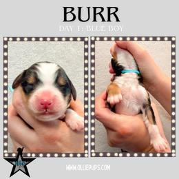 Burr (Blue collar) - Tri-color male Bernedoodle puppy in Boiling Springs, South Carolina from OlliePups, LLC