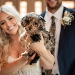 Aussiedoodles, Miniature Australian Shepherds, and Toy Australian Shepherds from KP Ranch Aussies