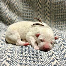 Brown - White male Berger Blanc Suisse puppy in West Alexandria, Ohio from Twisted Acres
